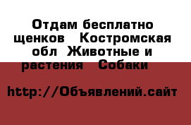 Отдам бесплатно щенков - Костромская обл. Животные и растения » Собаки   